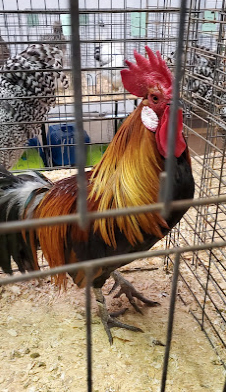 Poultry Poultry